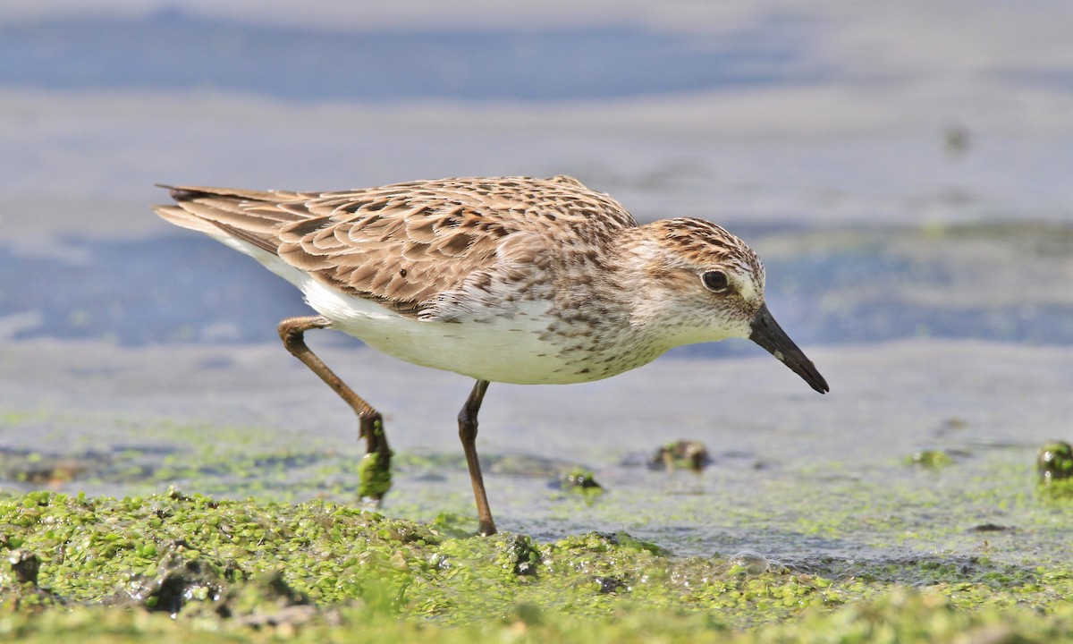 Semipalmated Sandpiper - ML102041641