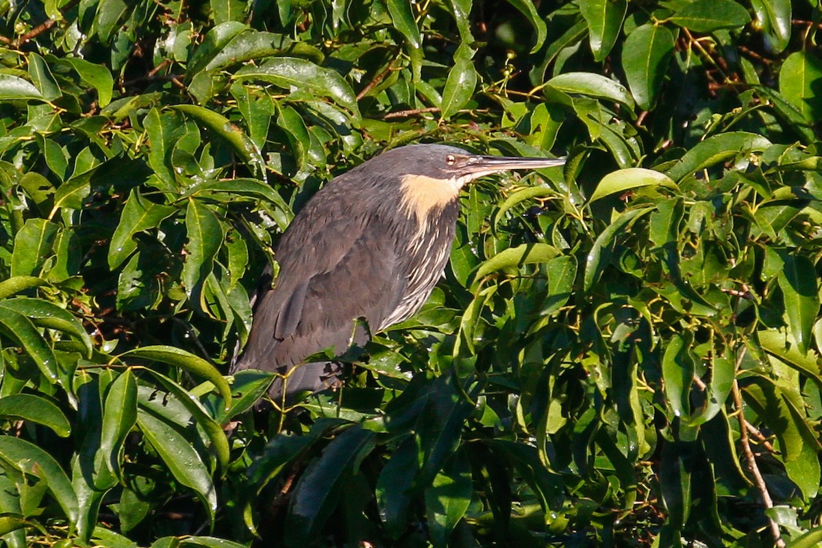 Black Bittern - James Kennerley