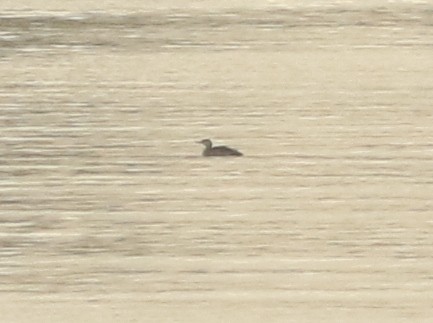 Red-throated Loon - ML102045741