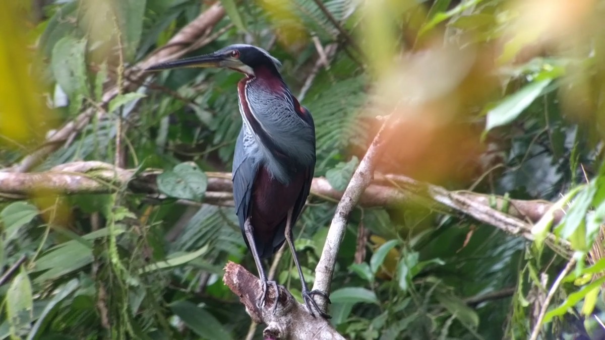 Agami Heron - Steve Kajdasz