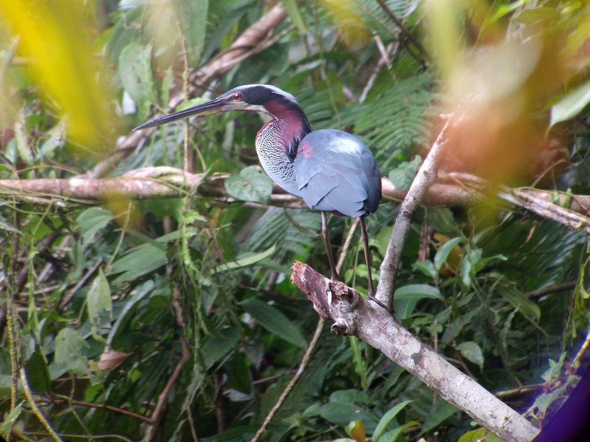 Agami Heron - ML102046081