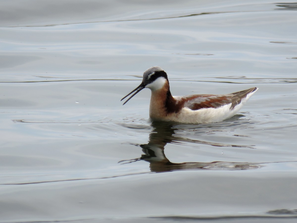 Falaropo Tricolor - ML102046261