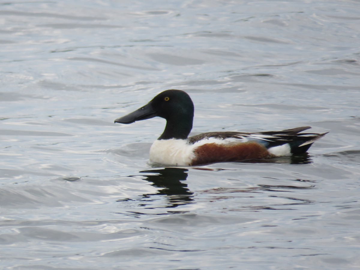 Northern Shoveler - ML102046431