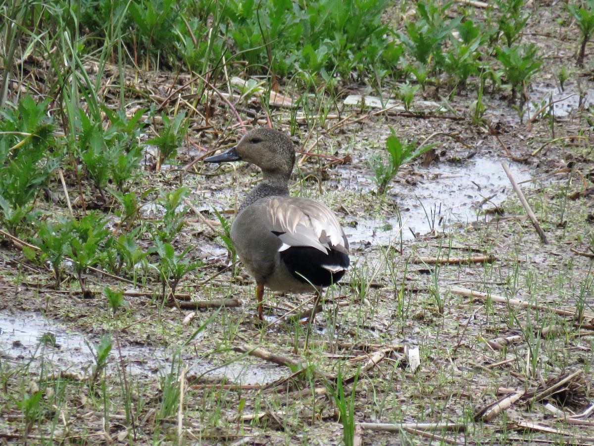 Gadwall - ML102046811