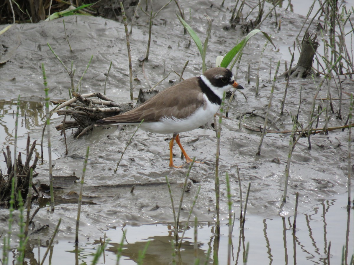 Semipalmated Plover - Liette Desfosses