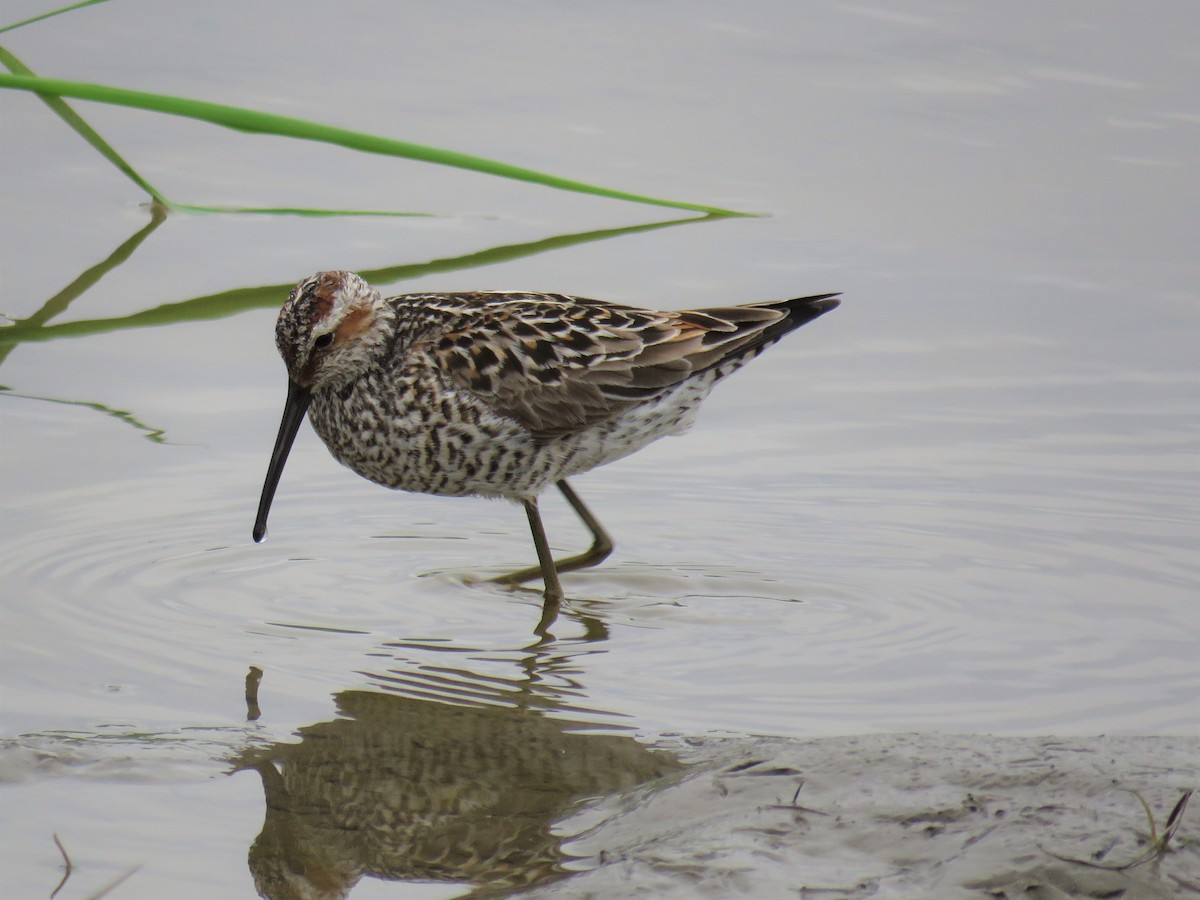 Stilt Sandpiper - ML102047271