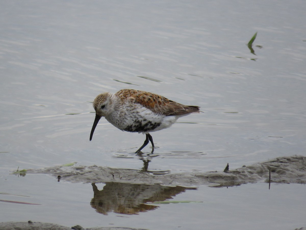 Dunlin - ML102047521