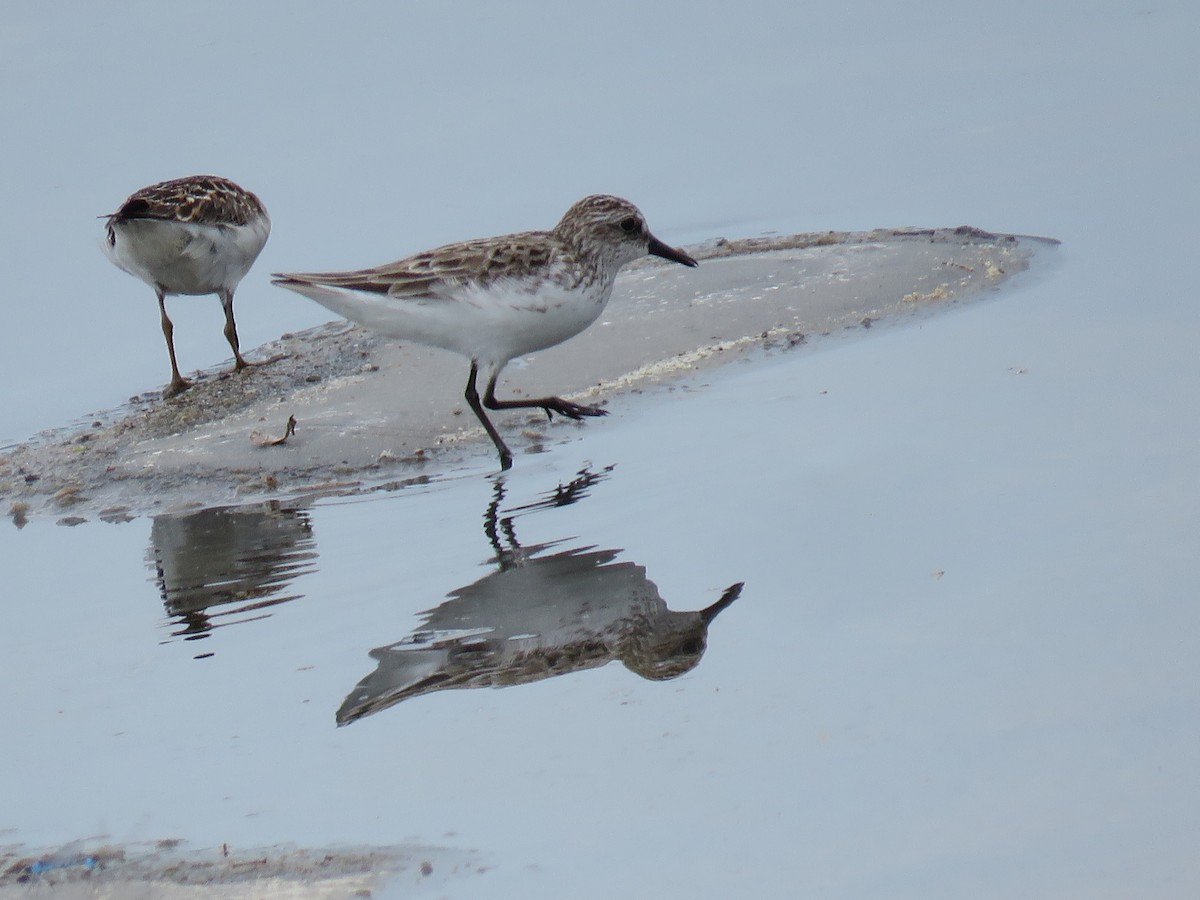 Semipalmated Sandpiper - David Patick