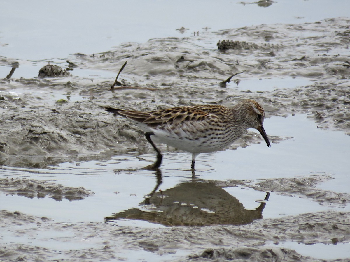 White-rumped Sandpiper - ML102048581