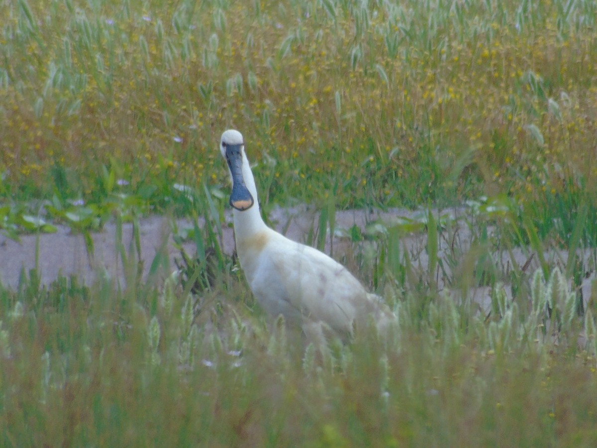 Eurasian Spoonbill - ML102049231