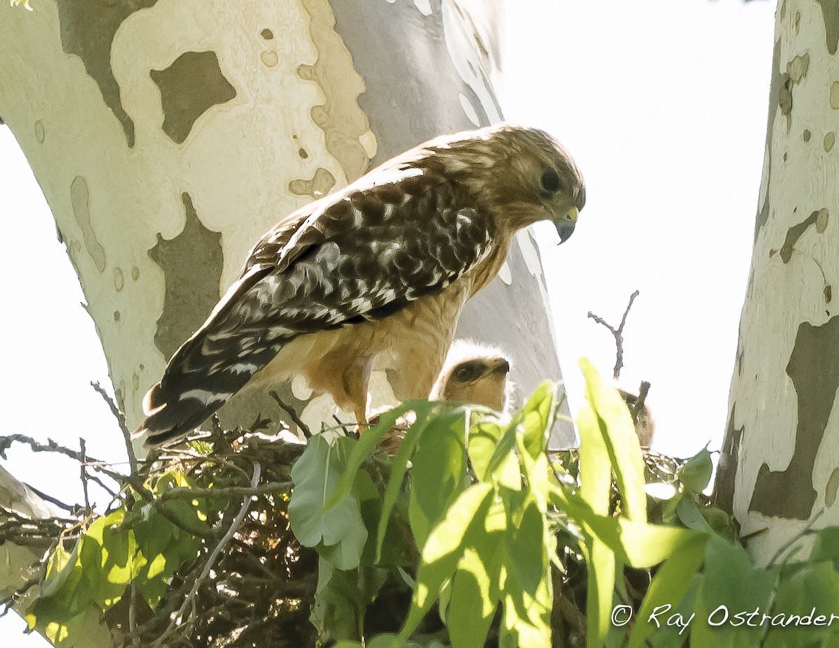 Red-shouldered Hawk - ML102050091