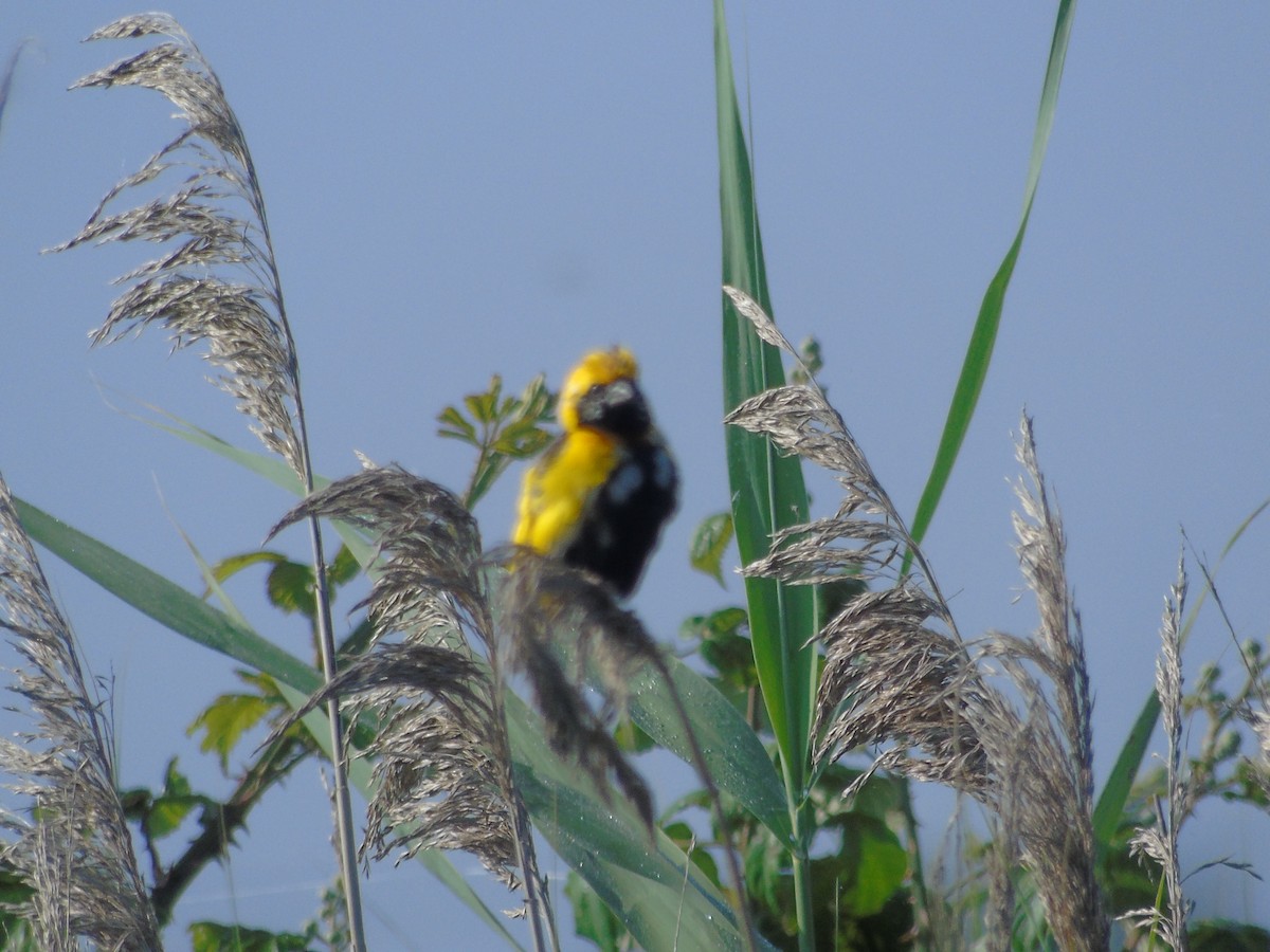 Yellow-crowned Bishop - ML102050251