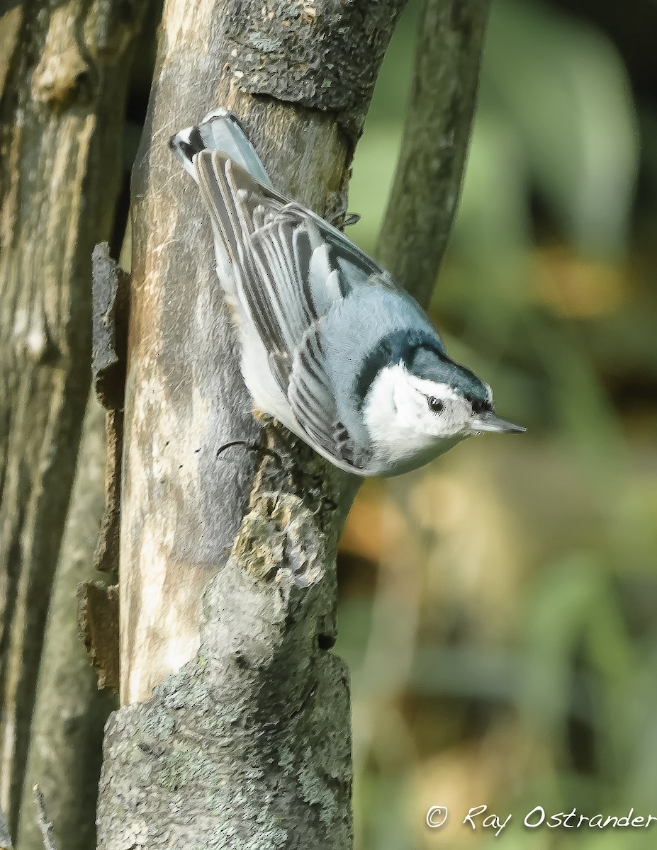 White-breasted Nuthatch - ML102050291