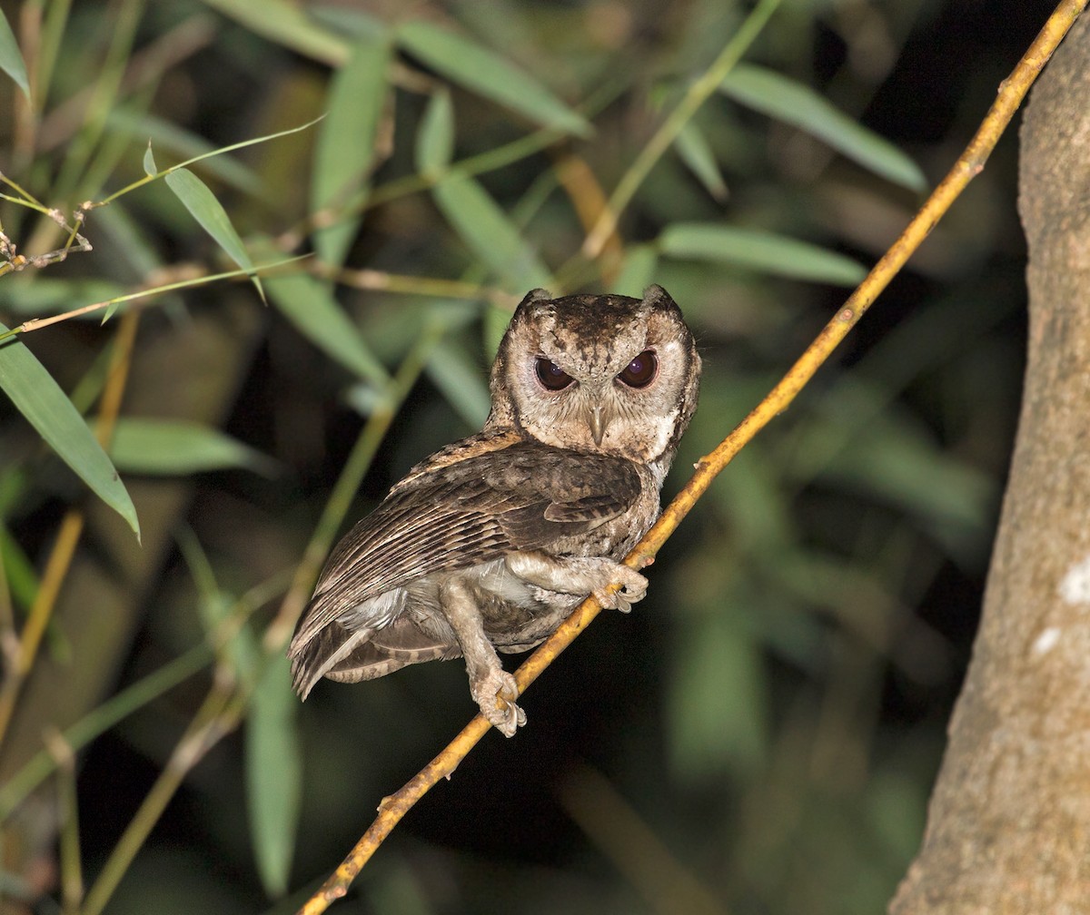 Collared Scops-Owl - Sam Woods/Tropical Birding Tours