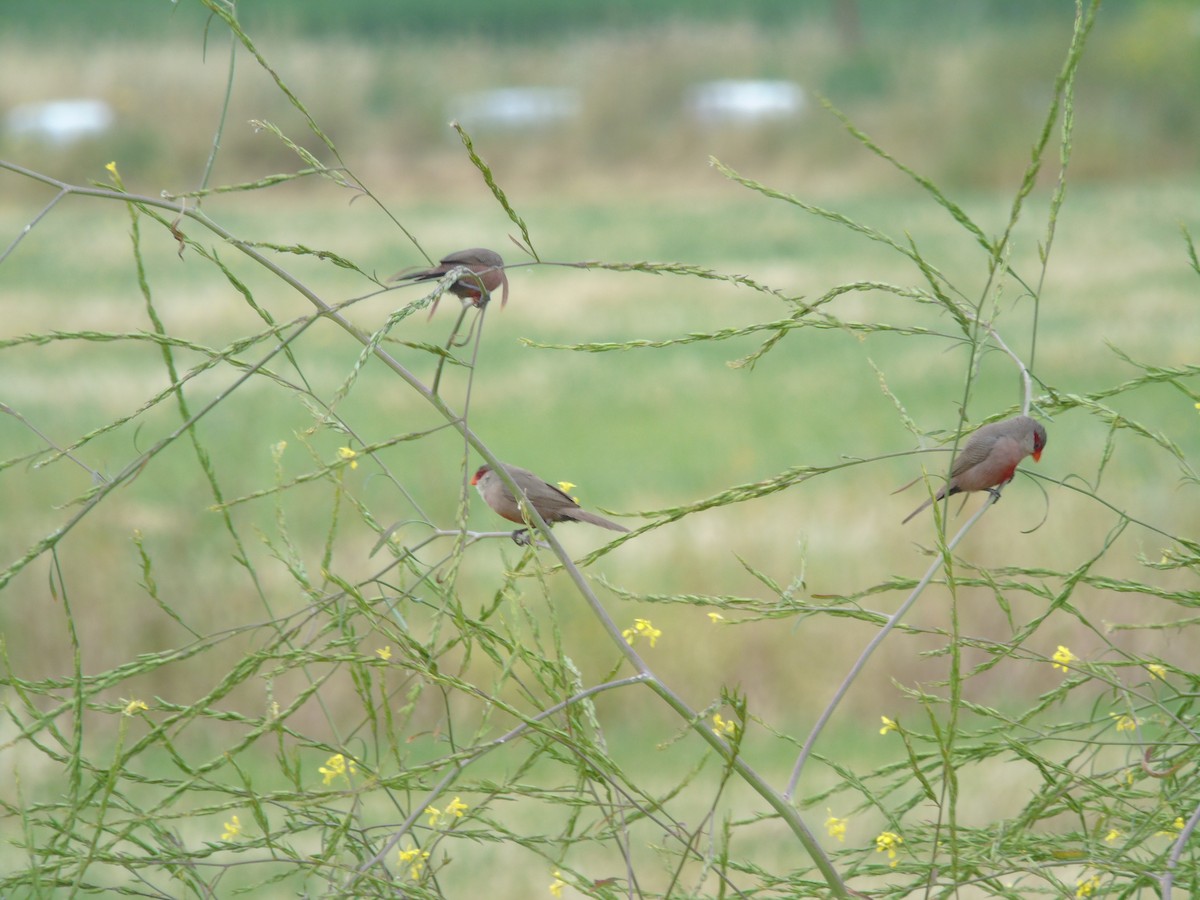 Common Waxbill - ML102050431