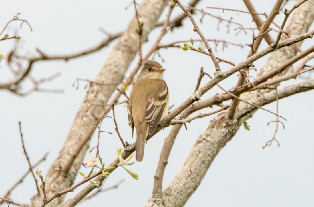Willow Flycatcher - ML102051131