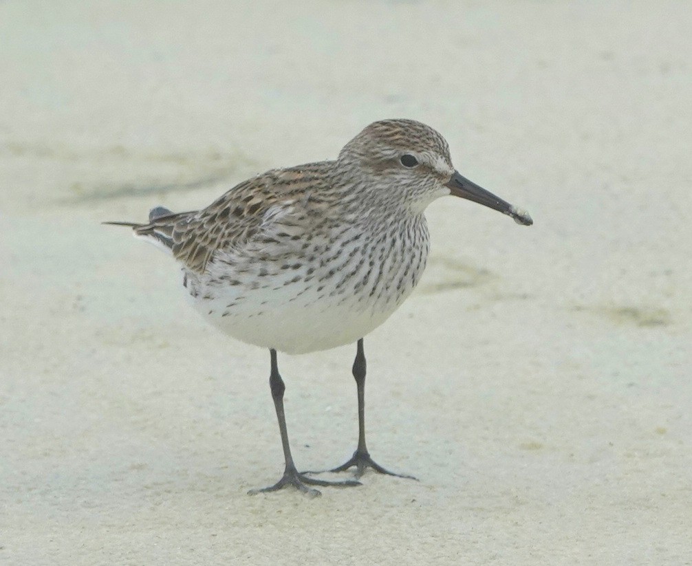 White-rumped Sandpiper - Claire Herzog