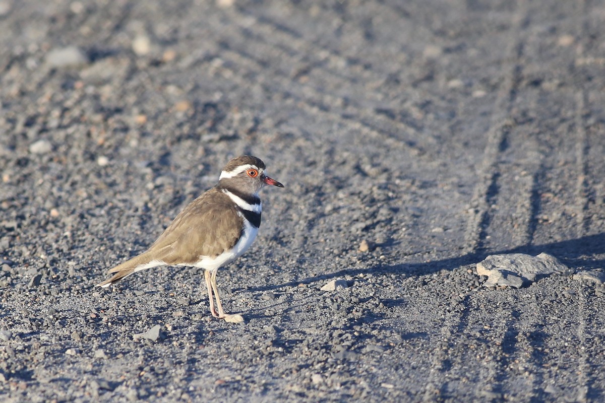 Three-banded Plover - ML102051911