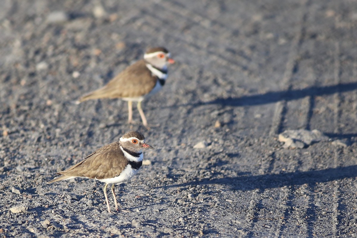 Three-banded Plover - ML102051921