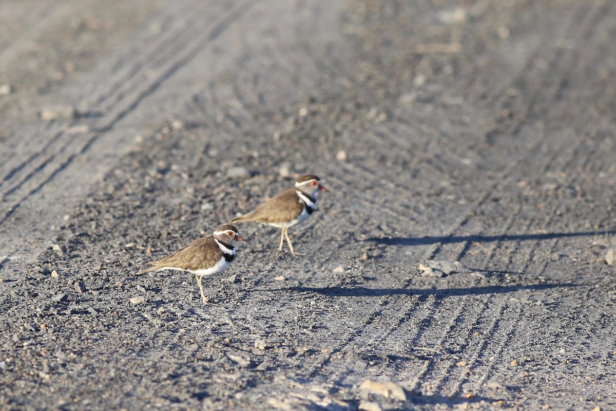 Three-banded Plover - ML102051931