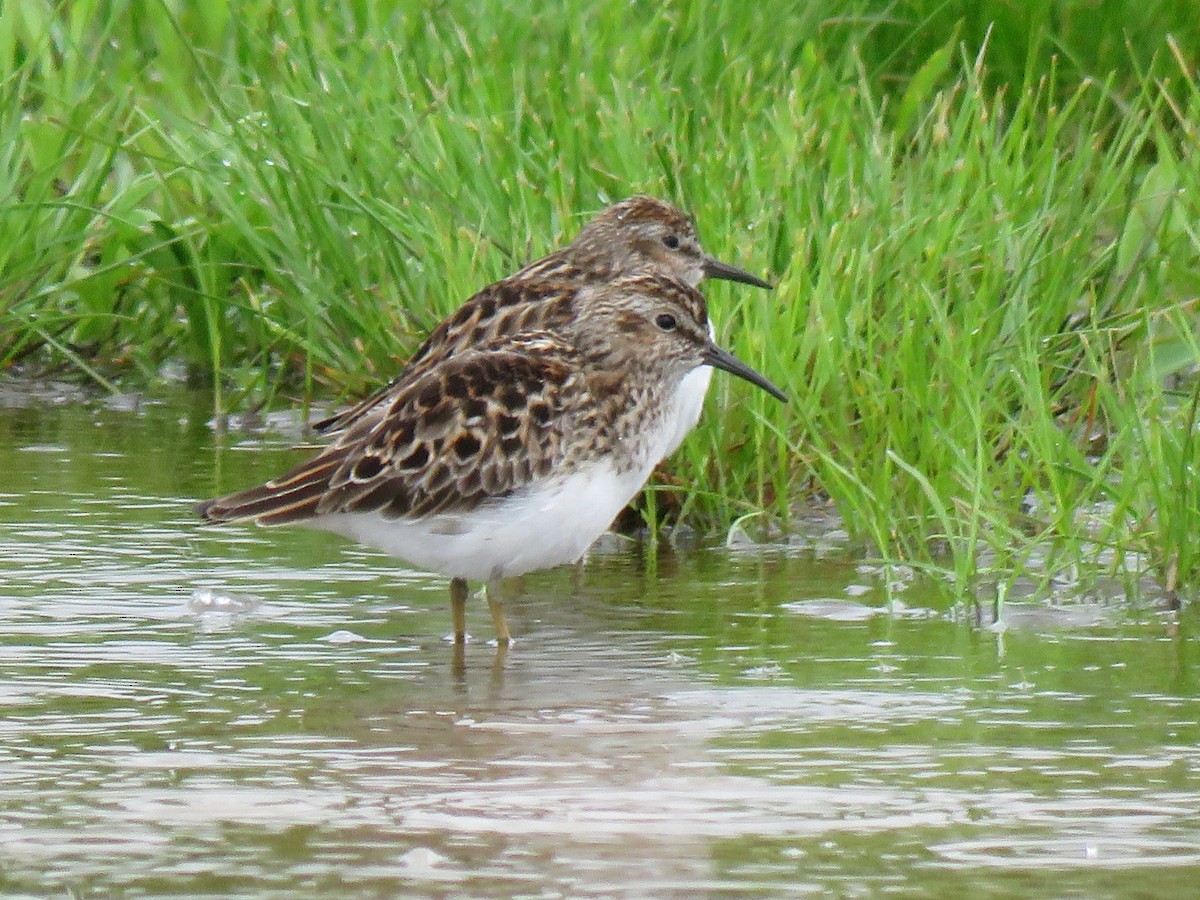 Least Sandpiper - ML102052761