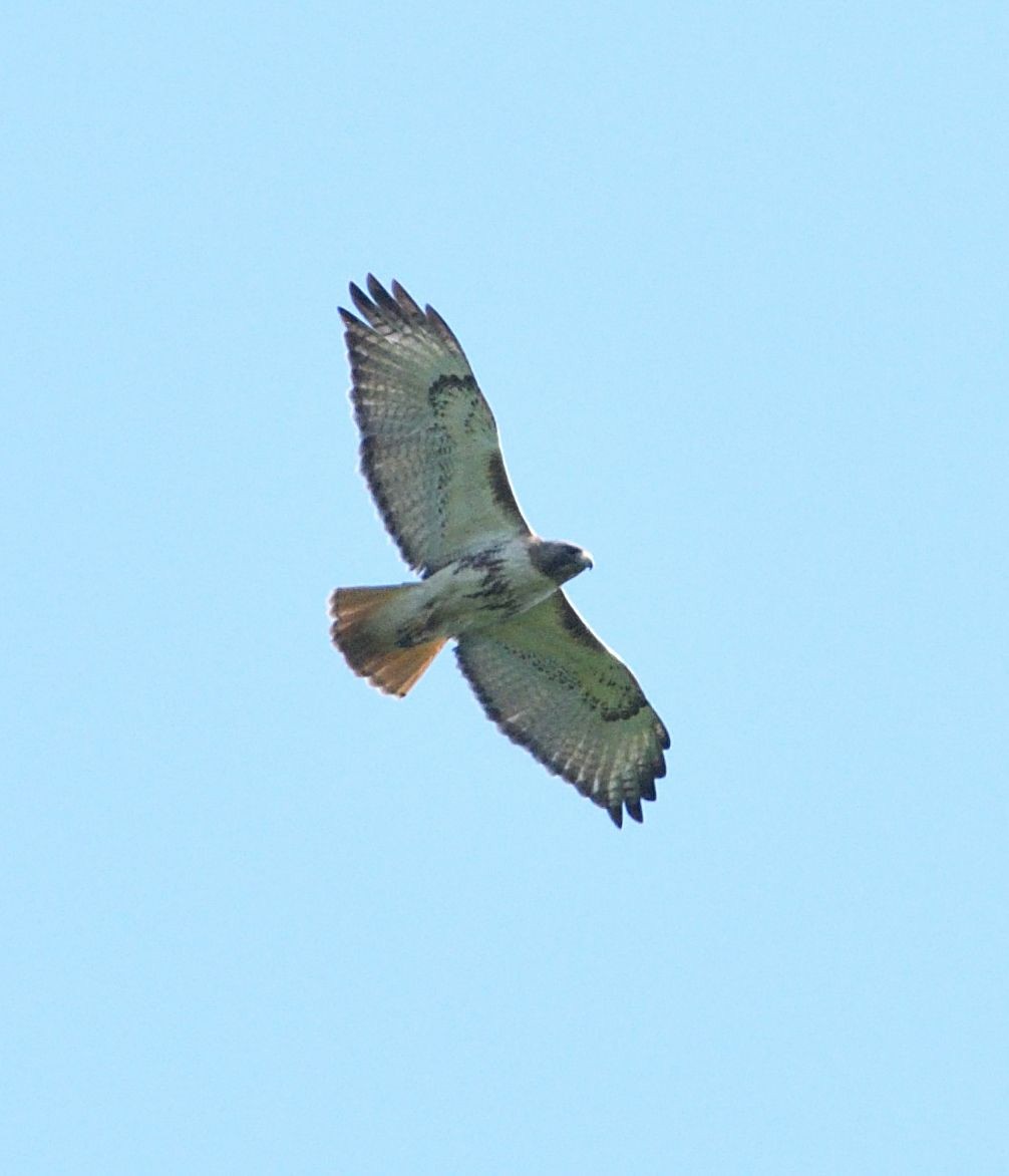 Red-tailed Hawk - ML102053071