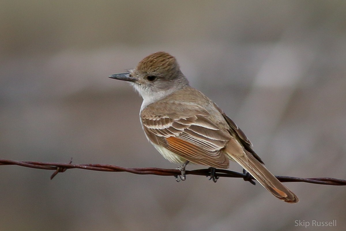 Ash-throated Flycatcher - Skip Russell
