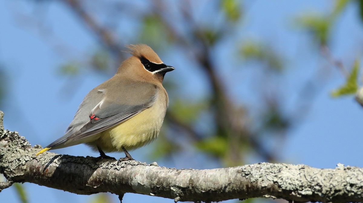 Cedar Waxwing - ML102053501