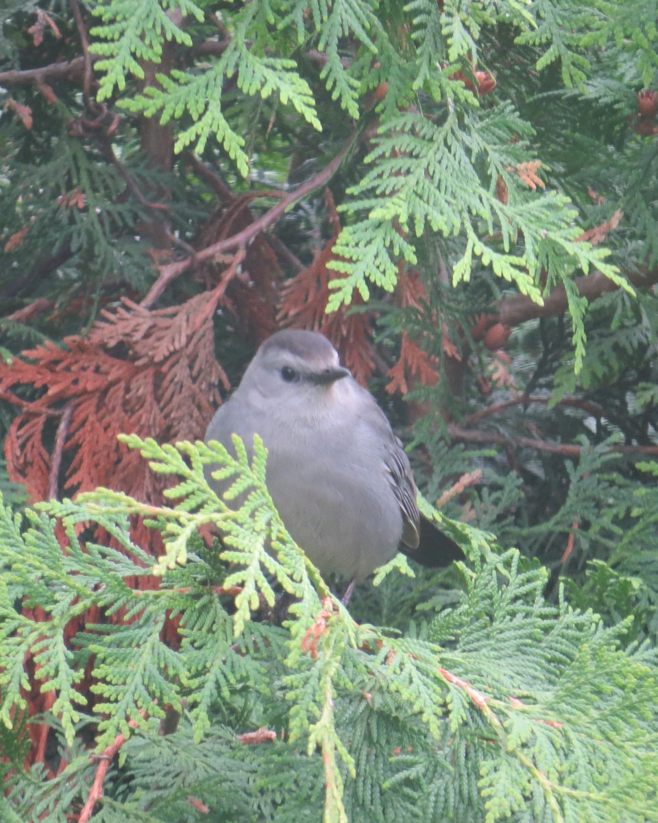 Gray Catbird - ML102053531