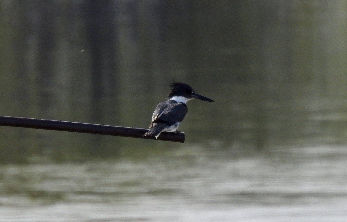 Belted Kingfisher - ML102054561