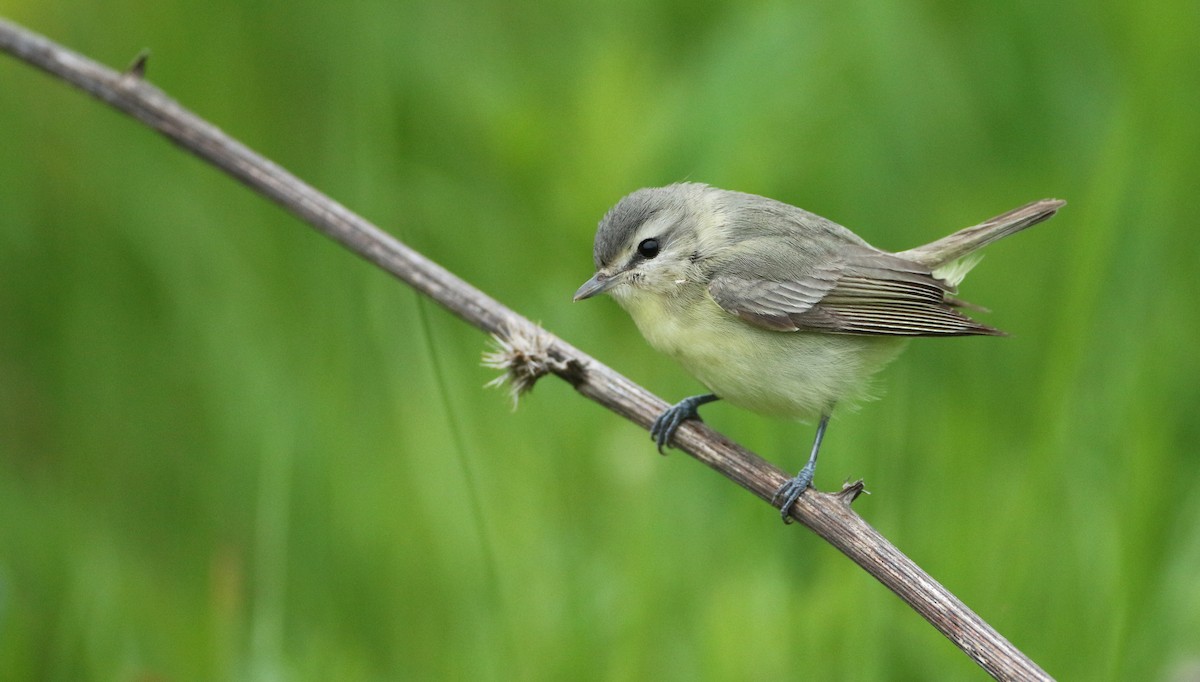 Philadelphia Vireo - ML102054651