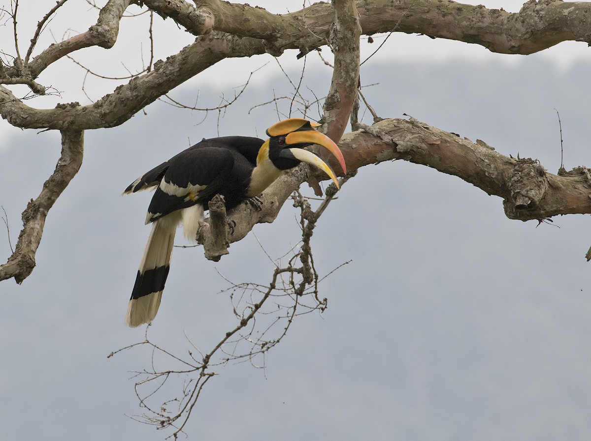 Great Hornbill - ML102054751