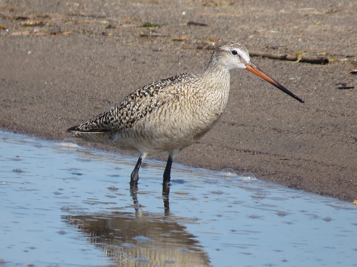 Marbled Godwit - Howard Lorenz