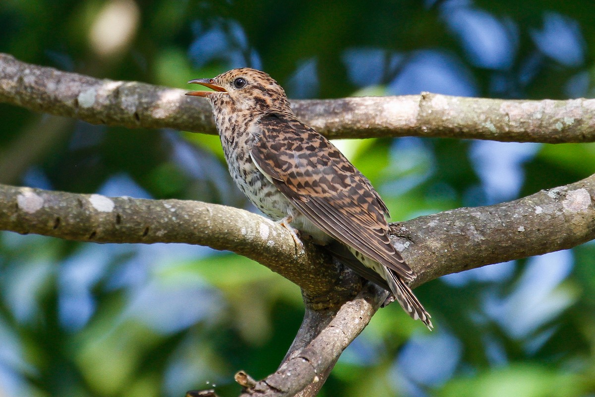 Brush Cuckoo - ML102056621