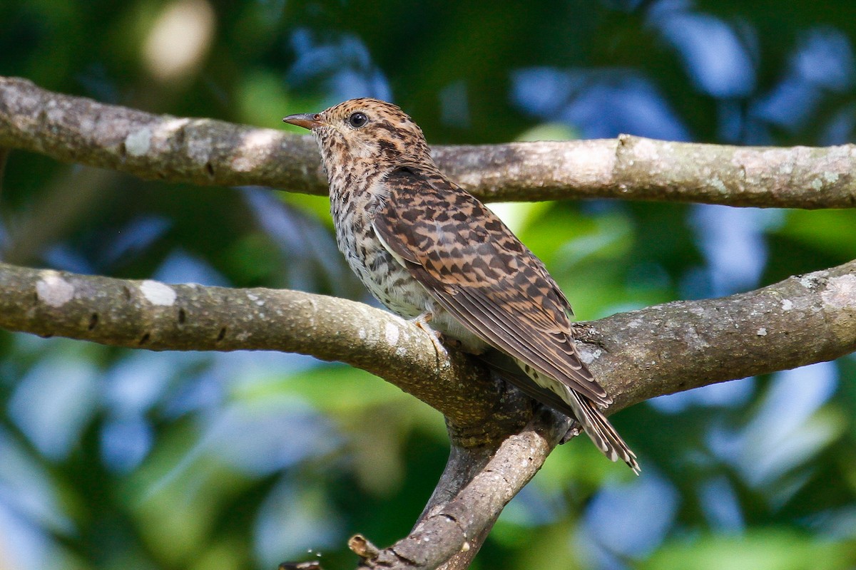 Brush Cuckoo - ML102056721