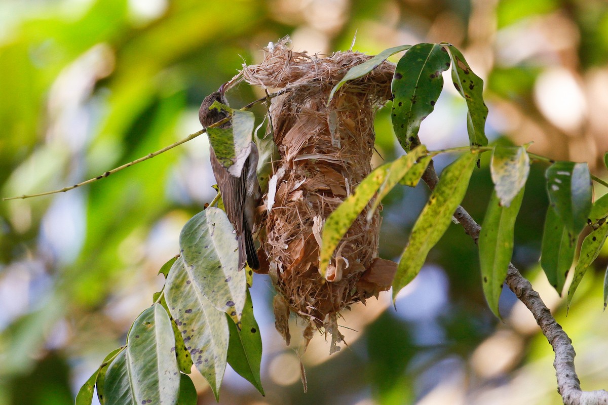 Brown-backed Honeyeater - ML102056891