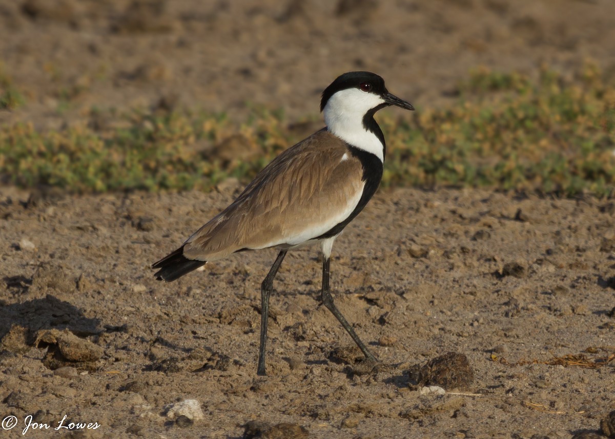 Spur-winged Lapwing - Jon Lowes