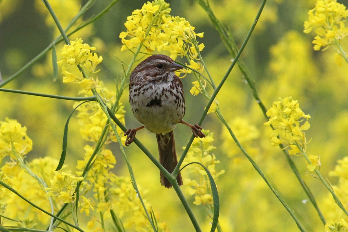 sangspurv - ML102059371