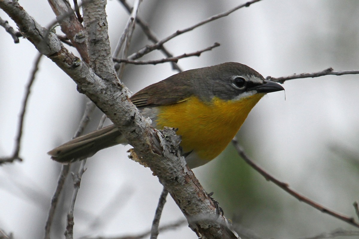 Yellow-breasted Chat - ML102059451