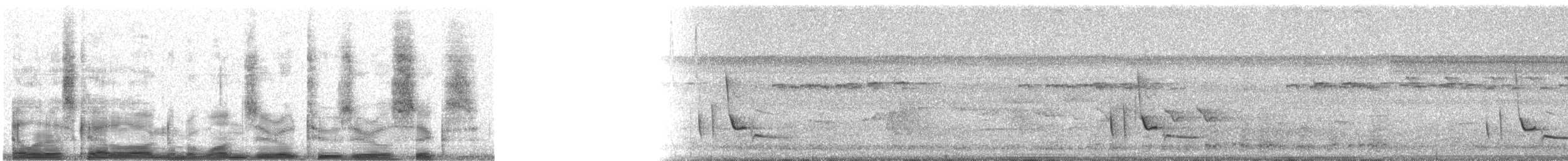 White-bellied Wren (West Mexico) - ML10206