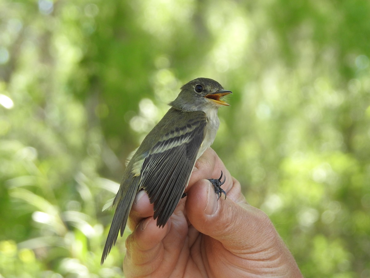 Willow Flycatcher - ML102060271