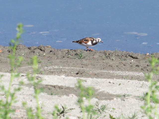 Ruddy Turnstone - ML102060691