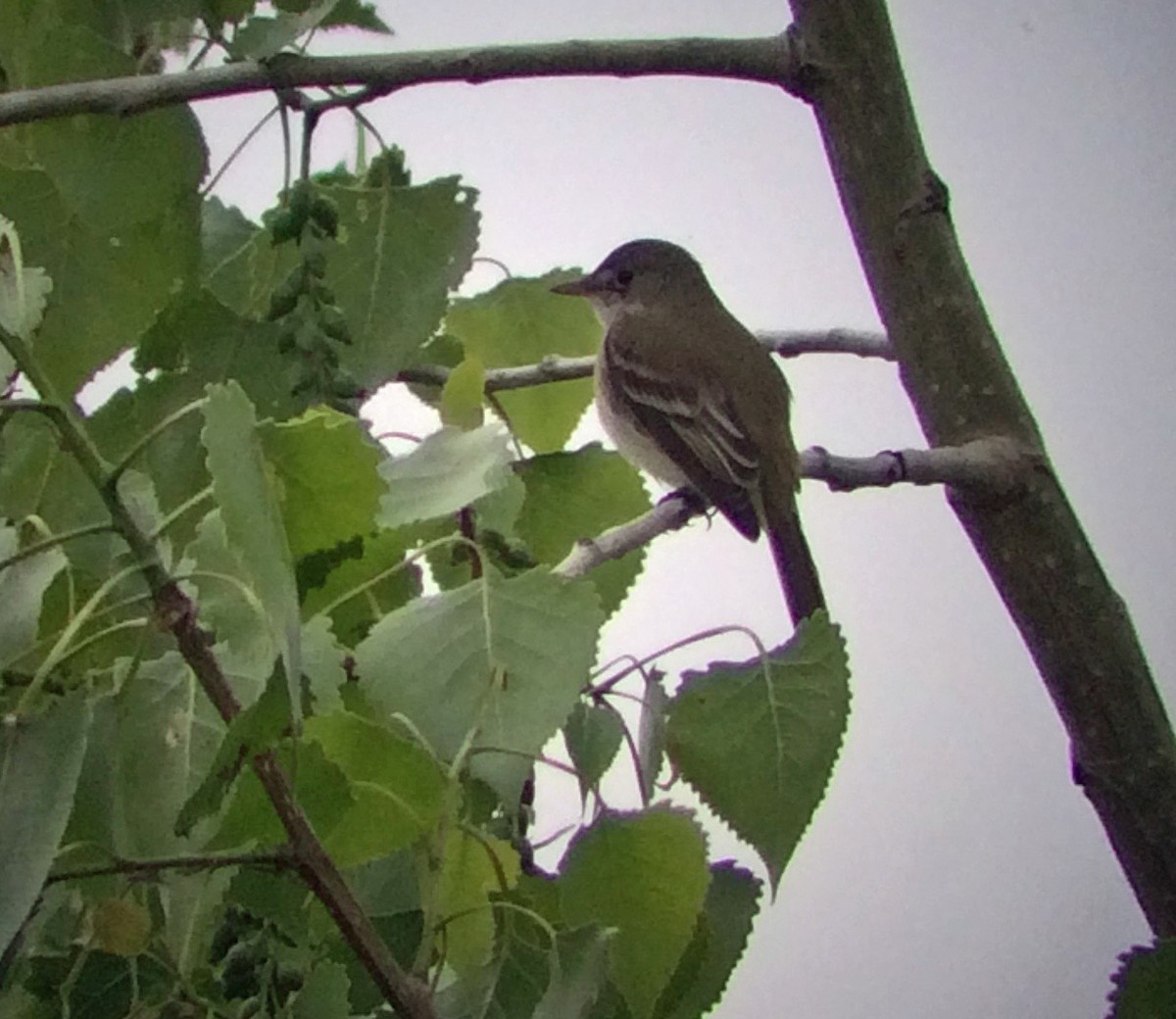 Willow Flycatcher - Dave Brown