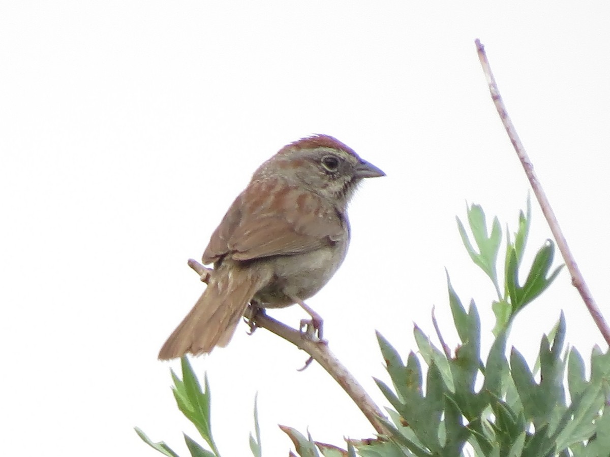 Rufous-crowned Sparrow - ML102063011
