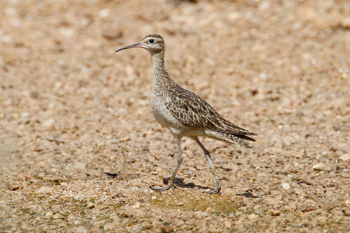 Little Curlew - James Kennerley