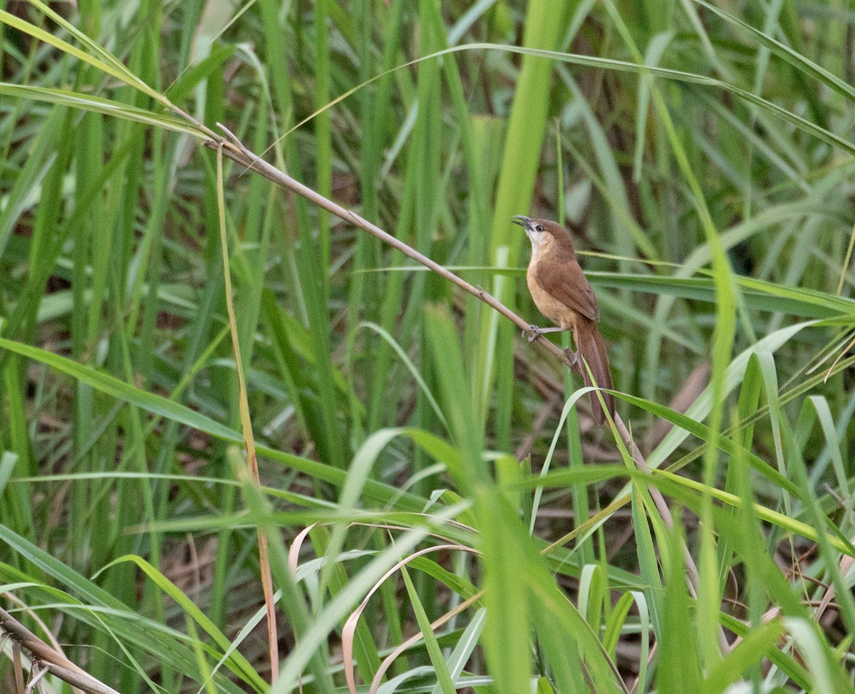 Slender-billed Babbler - ML102065211