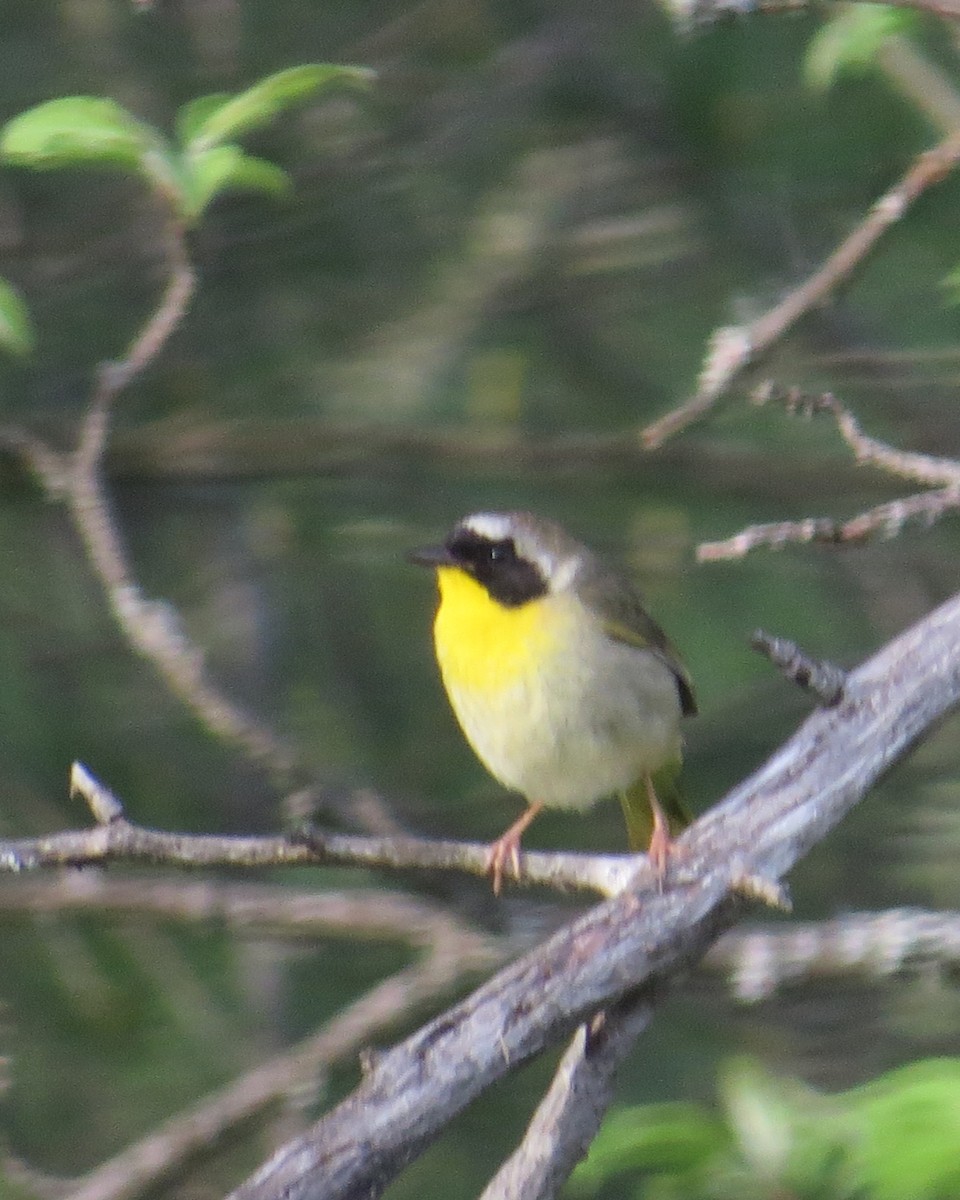 Common Yellowthroat - ML102066051