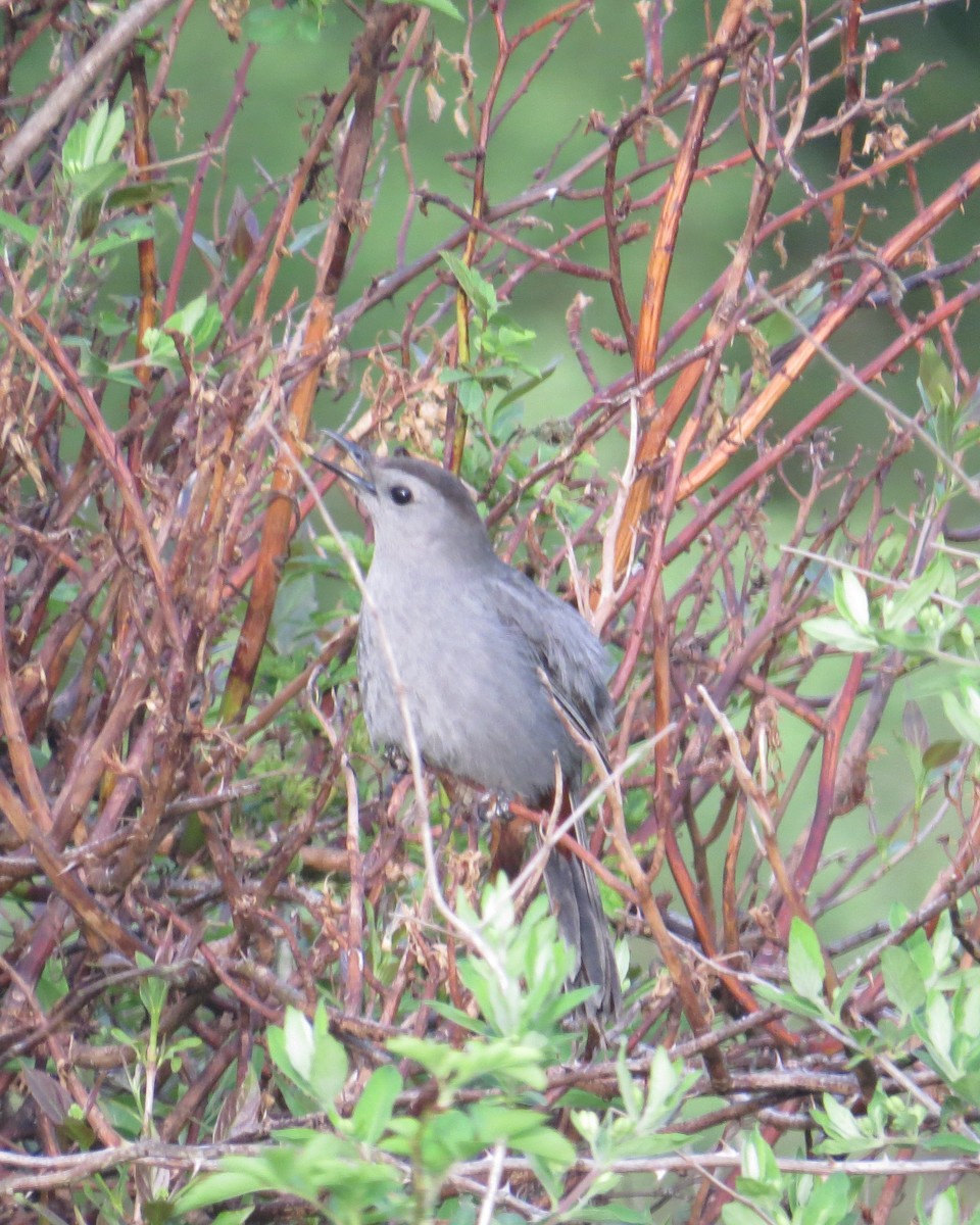 Pájaro Gato Gris - ML102066491