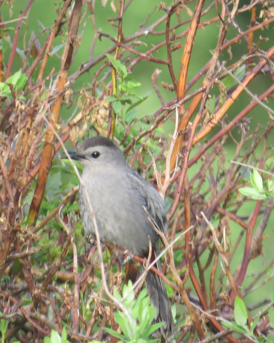 Pájaro Gato Gris - ML102066521