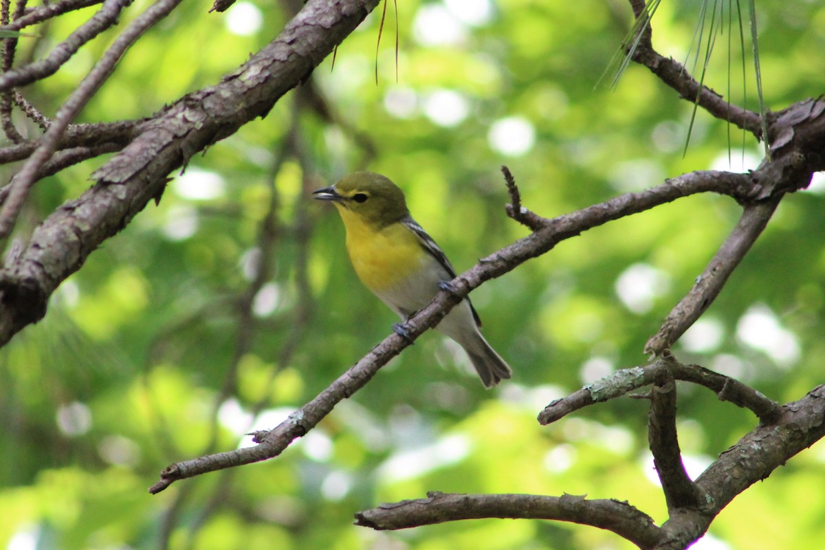Yellow-throated Vireo - ML102067661